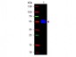 Anti-Mouse IgG2a (Gamma 2a chain)  (Fluorescein Conjugated) Secondary Antibody